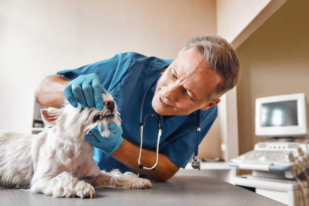 Best Walk-In Emergency Dentist in Demorest, GA